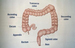 The digestive system from the appendix to the anus